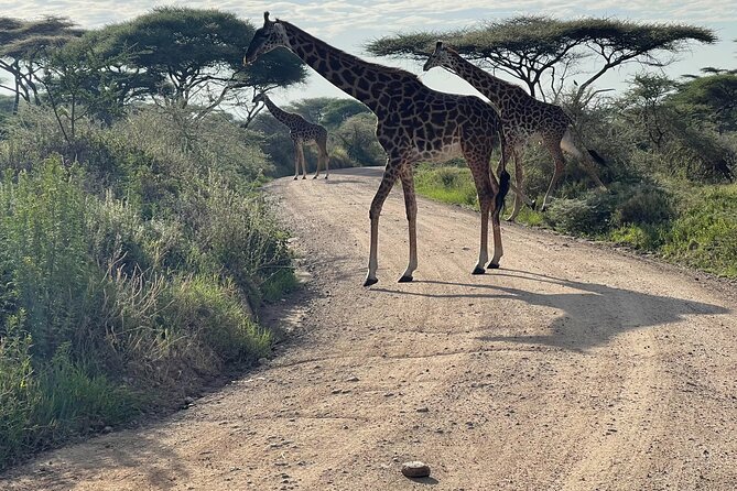 Day Tour to Tarangire National Park from Arusha - Price and value: is $274 per person fair for this day trip?