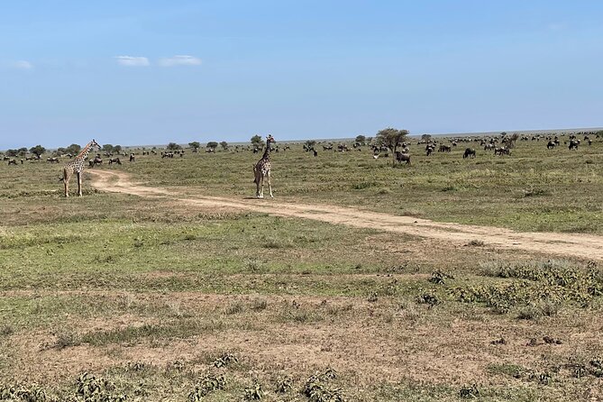 Day Tour to Tarangire National Park from Arusha - Who this tour is best for, and who might want a different plan