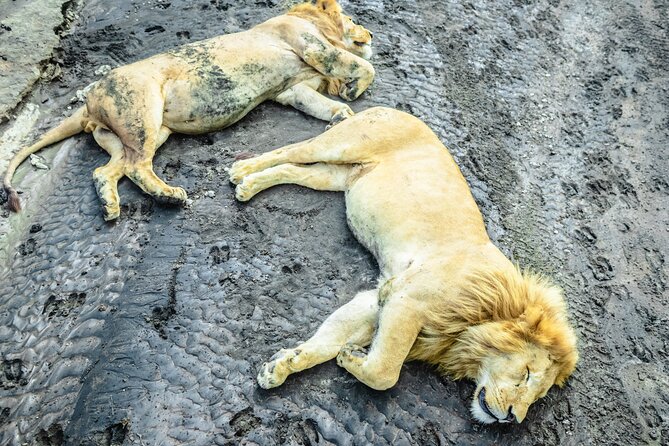 Day Tour to Tarangire National Park from Arusha - Private transportation, WiFi, and the value of not dealing with logistics