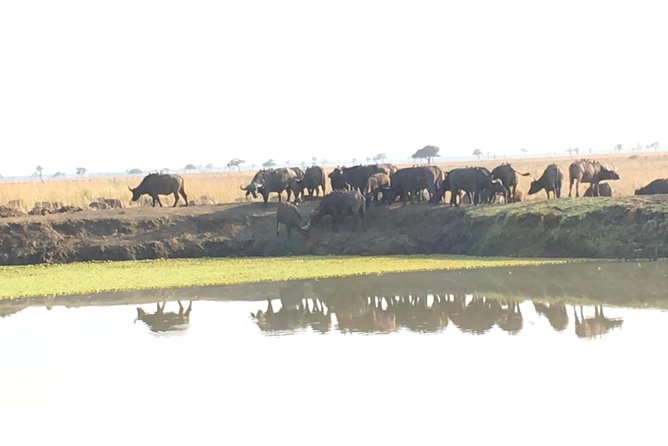 Day Trip From Zanzibar To Mikumi - Key highlights you will actually care about