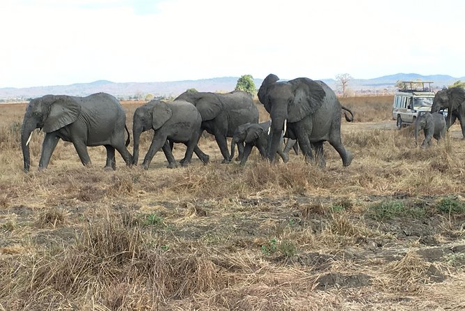 Day Trip From Zanzibar To Mikumi - Mikumi National Park: what you are most likely to see