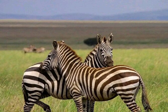 Day trip Safari to Mikumi National Park - Key highlights worth your attention
