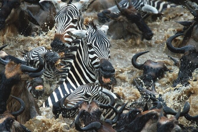 Day trip Safari to Mikumi National Park - Practical Tips to Make the Day Smoother