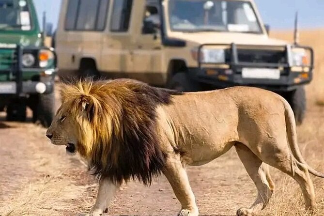 Day trip Safari to Mikumi National Park - The 4:30 am Pickup, plus a 07:00 Flight into the Park