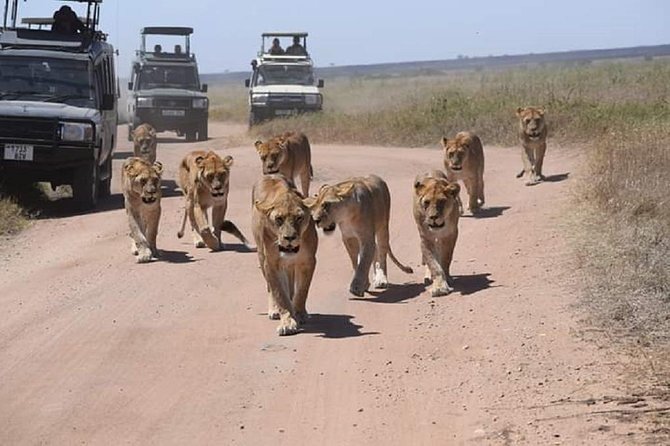 day trip tarangire - Tarangire Day Trip From Arusha: What You’re Really Buying