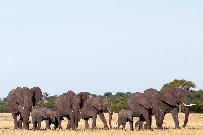 day trip tarangire - The Tarangire River Picnic Lunch: Why Lunch Here Is Part of the Safari