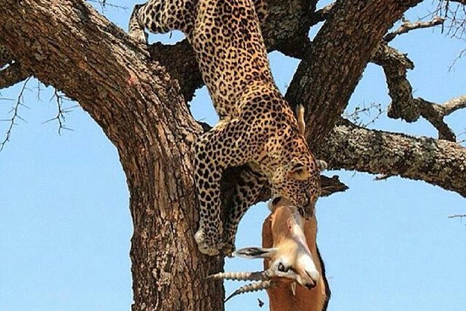 day trip tarangire - Price and Logistics: Is $270 Good Value for a Tarangire Day Trip?