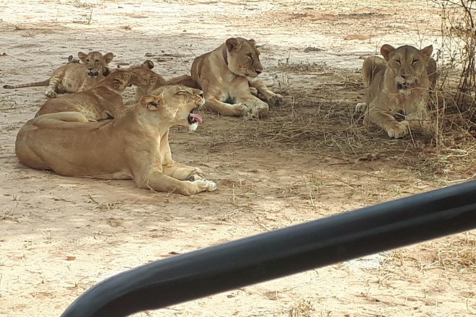day trip tarangire - Inside Tarangire National Park: A Full-Day Game Drive With Big-Cat Goals