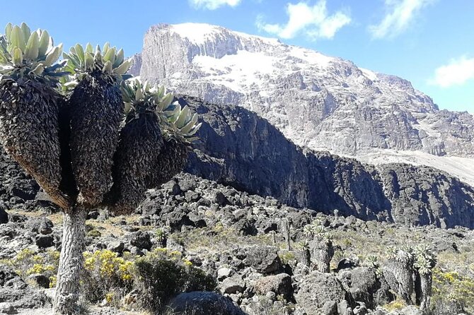 Day Trip to Kilimanjaro National Park - The smart reason to do Marangu Gate to Mandara Hut
