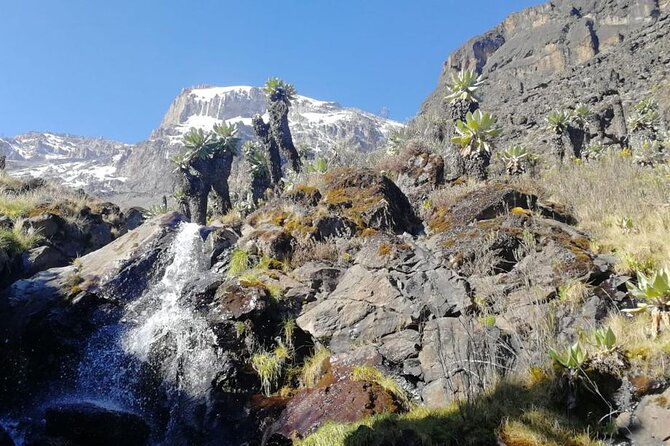 Day Trip to Kilimanjaro National Park - The rainforest trek: birds, monkeys, and the little Kilimanjaro clues