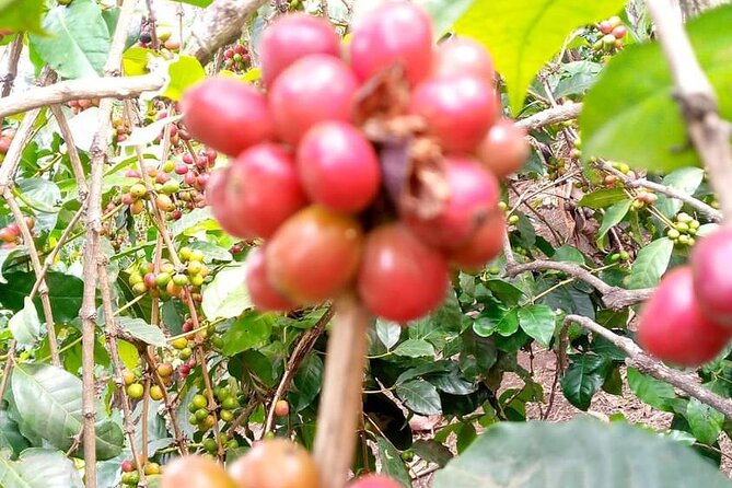 Day trip to materuni waterfalls and coffee tour - Lunch included: fueling up for a full 8 hours