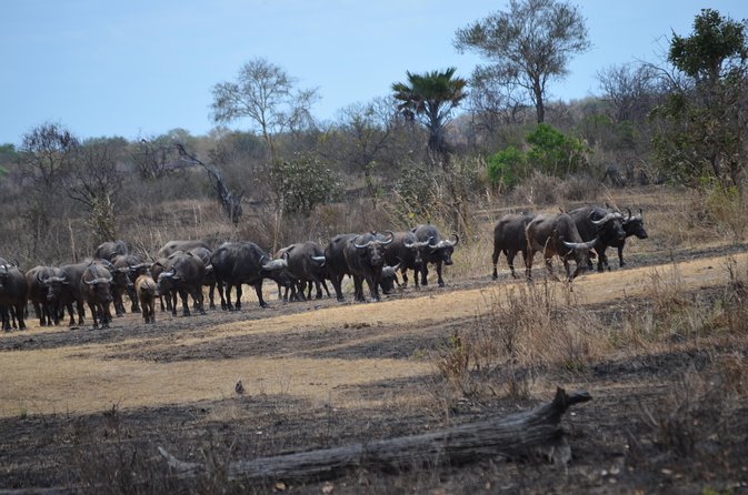 Day trip to Mikumi National Park from Dar es salaam - The Guide Factor: When Frederick and Patrick Matter