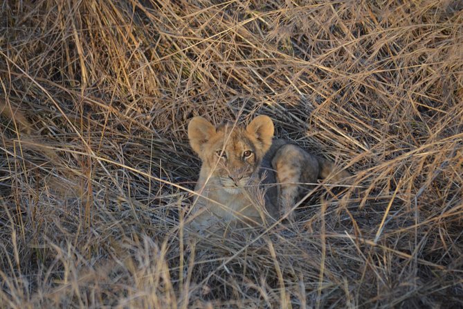 Day trip to Mikumi National Park from Dar es salaam - Getting Back to Dar Around 19h00: Plan Your Evening