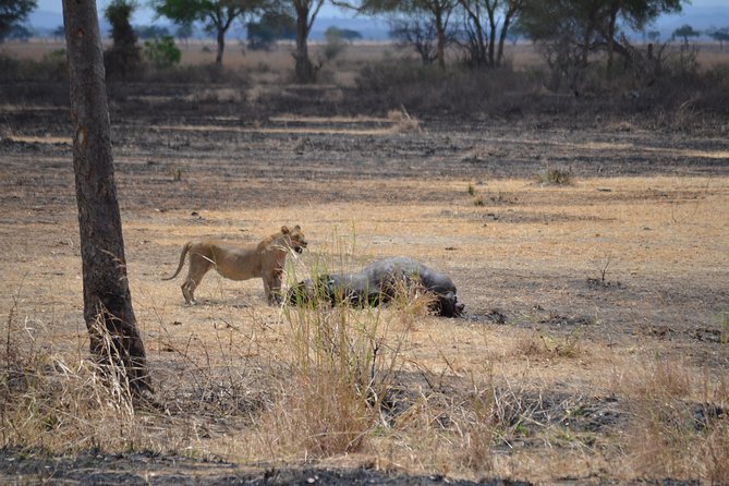 Day trip to Mikumi National Park from Dar es salaam - Price and Value: What $380 Really Covers