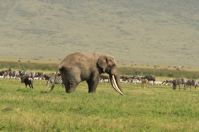 Day Trip to Ngorongoro Crater - Descending into Ngorongoro: the crater game drive