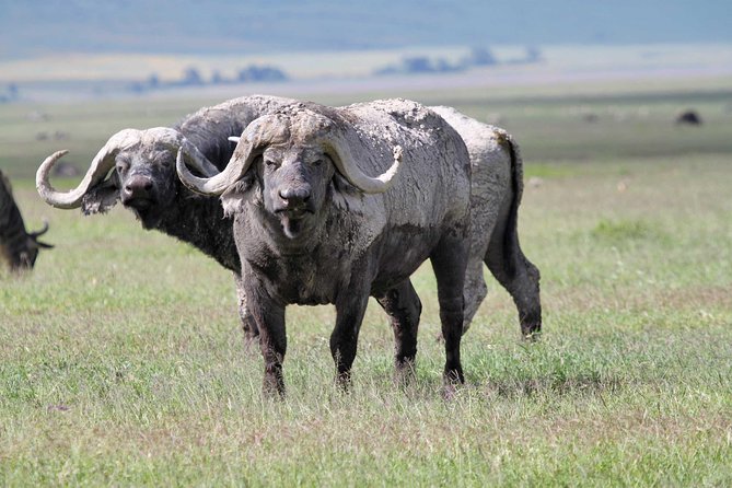 Day Trip to Ngorongoro Crater - Timing, comfort, and what 8 hours feels like