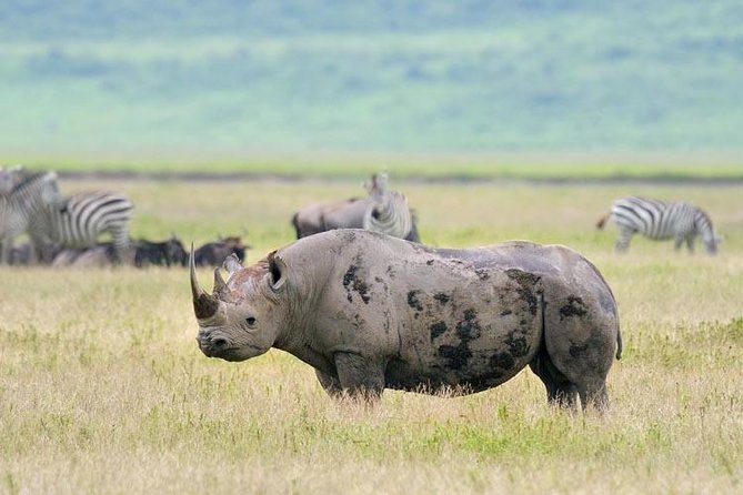 Day Trip to Ngorongoro Crater - Guides and the small-details advantage