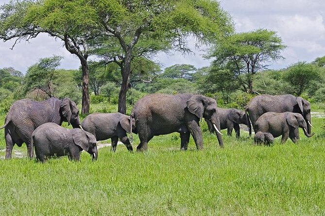 Day Trip to Selous (Nyerere) National Park Flying from Zanzibar - Breakfast and Hot Lunch, Fuel for a Long Wildlife Day