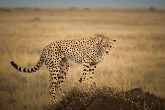 Day Trip to Selous (Nyerere) National Park Flying from Zanzibar - Price and Value at $240, What You Are Actually Paying For
