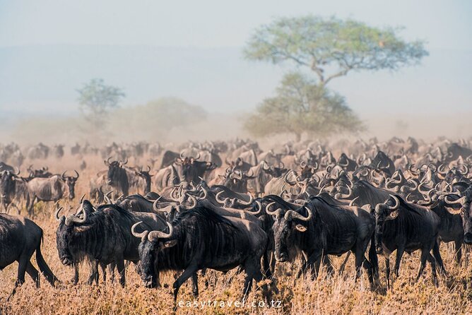 Day Trip to Selous (Nyerere) National Park Flying from Zanzibar - From 6:00 Pickup to the 7:00 Flight, Your Morning Rhythm