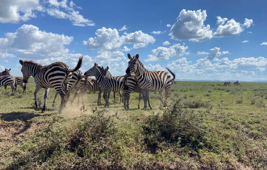 Day trip to tarangire national park - Key things that make this 1-day Tarangire trip work