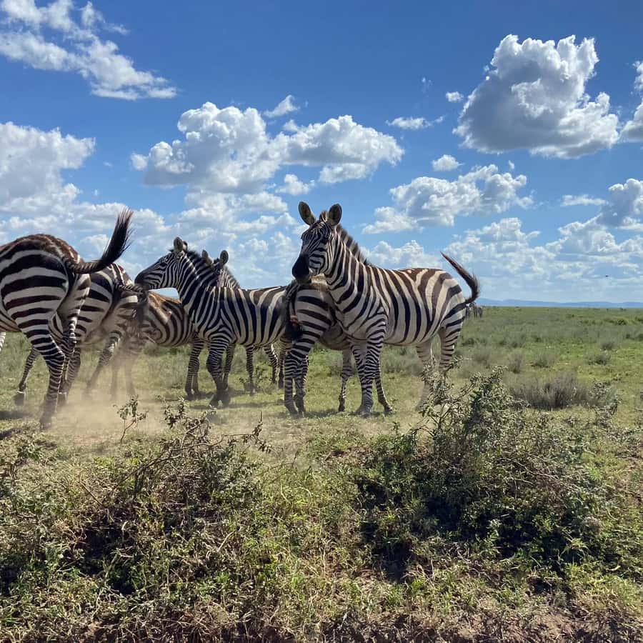 Day trip to tarangire national park - Elephant Density and the Tarangire River: Why This Park Delivers