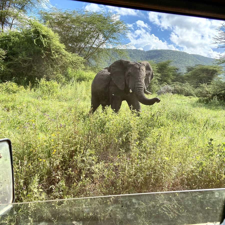 Day trip to tarangire national park - From Arusha Pickup to Tarangire: The Drive Is Part of the Safari