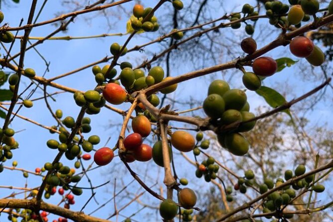 DayTour to Materuni Waterfalls with Coffee & Hotsprings Excursion - From Moshi pickup to a full day of Materuni and Chemka