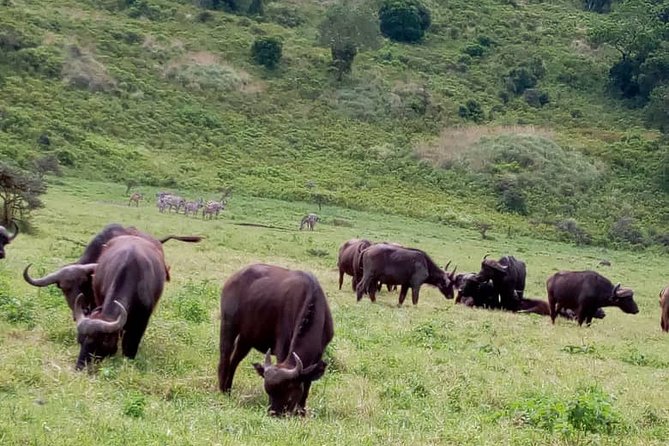 Discover Our Best 2-Day Tanzania Budget Group Lodge Safari Tour - Tarangire National Park: packed lunch, baobabs, and elephant time