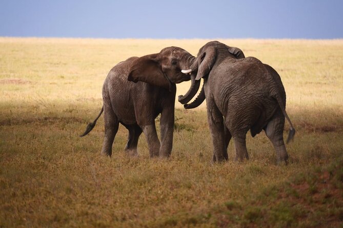 Discover Our Best 2-Day Tanzania Budget Group Lodge Safari Tour - The open-roof 4x4 Land Cruiser: comfort, photos, and what to pack