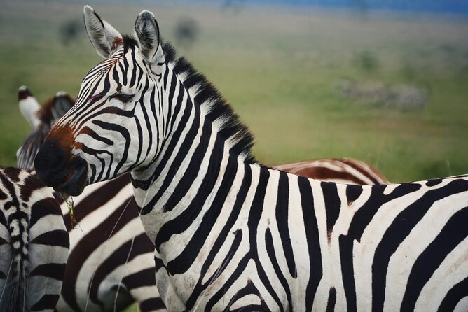 Discover Our Best 2-Day Tanzania Budget Group Lodge Safari Tour - Lodges, meals, and what “budget lodge safari comfort” really means