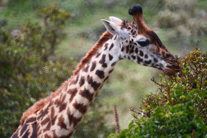 Discover Our Best 2-Day Tanzania Budget Group Lodge Safari Tour - Guide and group energy: why Mr Godfrey style matters
