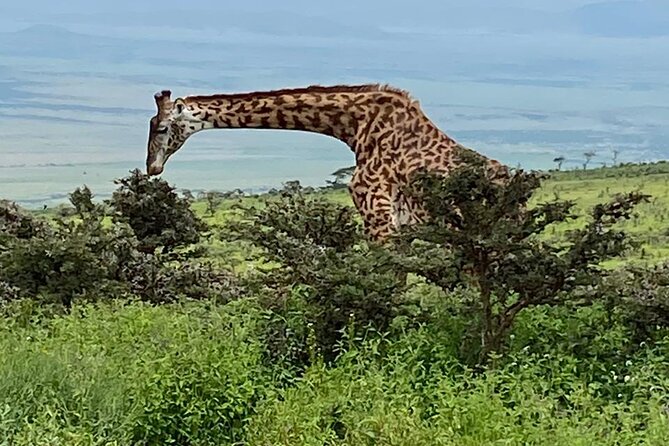 Discover Our Best 2-Day Tanzania Budget Group Lodge Safari Tour - The 2-day Arusha setup that fits a budget (without feeling cheap)