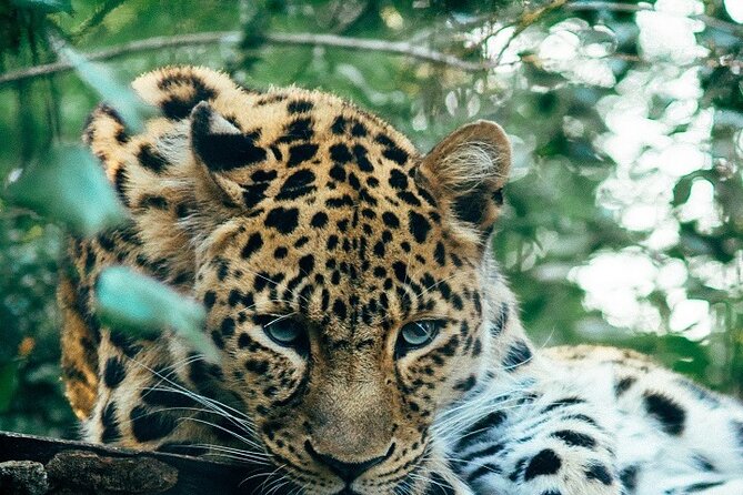 Discover Our Best Guide for 1-Day Serengeti Safari from Mwanza - Key highlights before you go