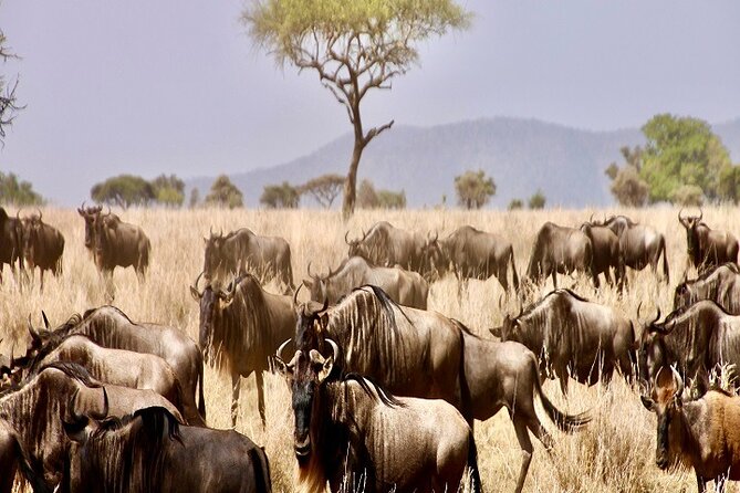Discover Our Best Guide for 1-Day Serengeti Safari from Mwanza - Why a 1-Day Serengeti safari from Mwanza is a smart choice