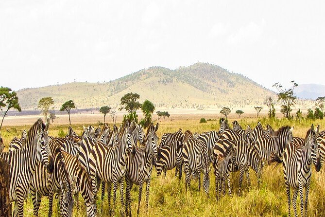 Discover Our Best Guide for 1-Day Serengeti Safari from Mwanza - The 5:30 a.m. departure and the 145 km Mwanza to Ndabaka drive