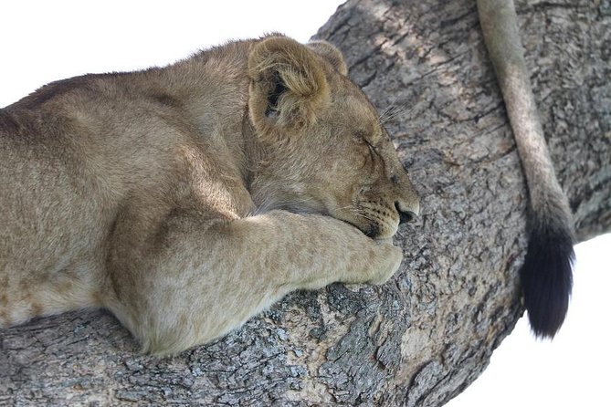 Discover Tanzania through the 3 wild classics - The 4x4 rhythm: how the week actually feels