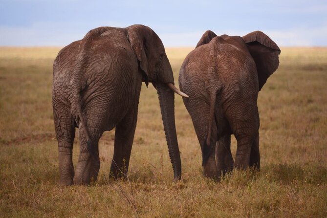 Discover the group joining for 5-day Tanzania safari in 2025 - Day 2: Serengeti central late-afternoon drive and Tumbili Public Camp