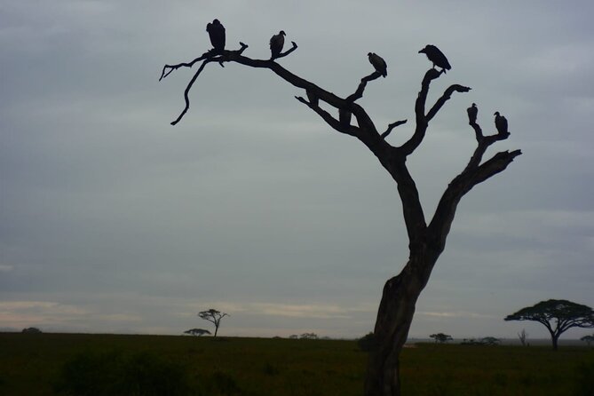 Discover the group joining for 5-day Tanzania safari in 2025 - Day 3: Morning Serengeti drive, Ngorongoro Crater push, Simba Public Camp