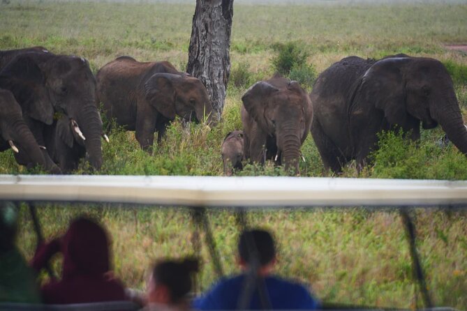 Discover the group joining for 5-day Tanzania safari in 2025 - Day 4: Ngorongoro Crater in the afternoon, then back to Ngedere Camp