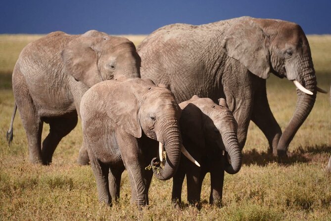Discover the group joining for 5-day Tanzania safari in 2025 - What $1,690 buys you, and why it can still be good value