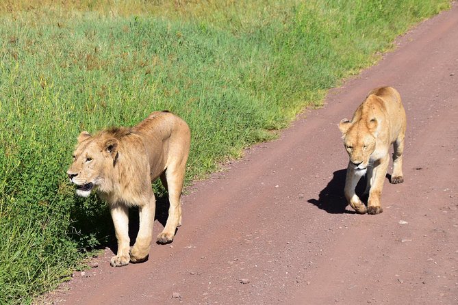Discover The World's Top Best 4-day Tanzania Group Camping safari - Day 2: full-day Central Serengeti drives for lions, cheetahs, and elephants