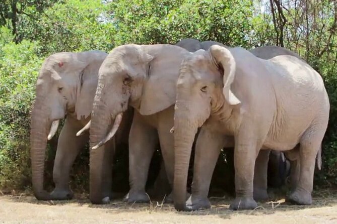 Discover The World's Top Best 4-day Tanzania Group Camping safari - Day 3: an early dawn drive, then the Ngorongoro/Karatu transfer