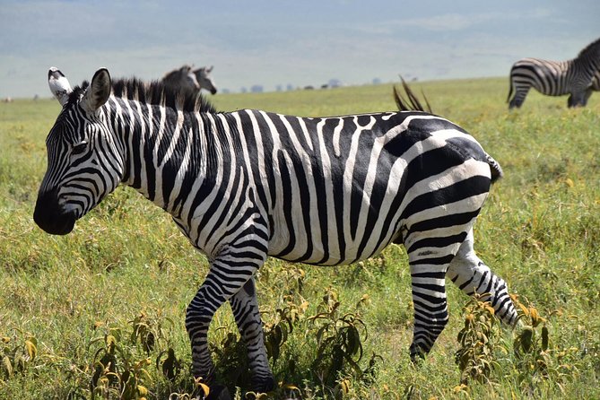 Discover The World's Top Best 4-day Tanzania Group Camping safari - Wildlife you can expect, plus the reality check