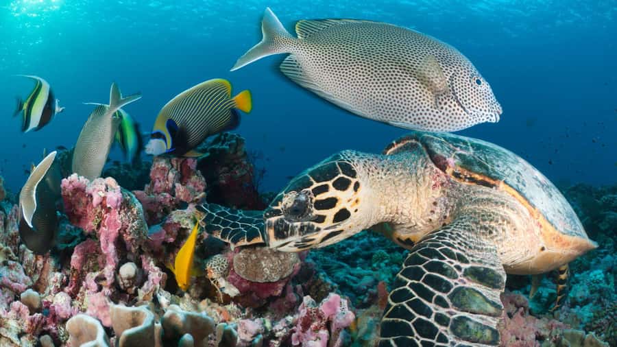 Discover Tumbatu Island: Private Snorkeling Adventure - Tumbatu Island, Just Off Kendwa: What You’re Really Chasing