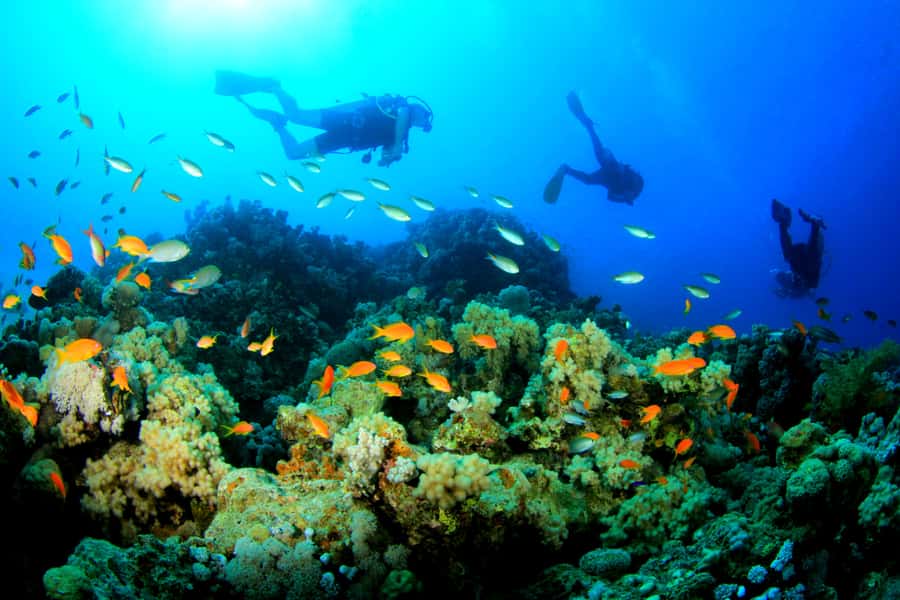 Discover Tumbatu Island: Private Snorkeling Adventure - Price and Value: Is $49 a Good Deal?