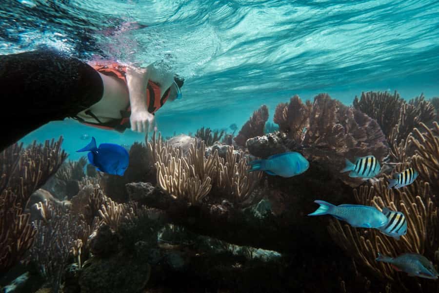 Discover Tumbatu Island: Private Snorkeling Adventure - Pickup in Kendwa or Nungwi, Then Out to the Hope Dhow