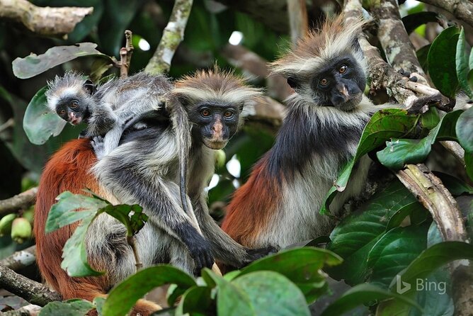 Dolphin tour, Jozani Forest, Jambiani Kuza Cave, Paje Beach &The Rock restaurent - Key points before you go