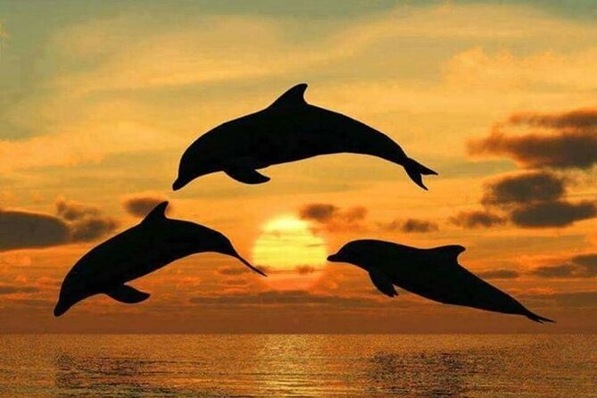 Dolphin tour, Jozani Forest, Jambiani Kuza Cave, Paje Beach &The Rock restaurent - Should you book this dolphin-and-forest day trip?