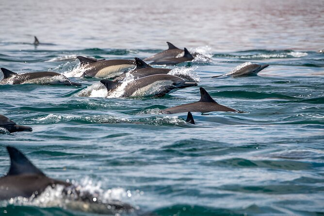 Dolphin Watching Tour & Josani Forest Sea Trip - Zanzibar - Key highlights to look for